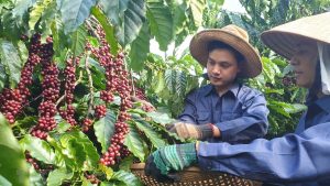 2022年前五个月越南咖啡出口额突破20亿美元