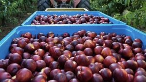 Australia to export peaches and nectarines to Vietnam