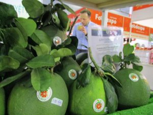 Vietnamese pomelo gets green light to enter US market
